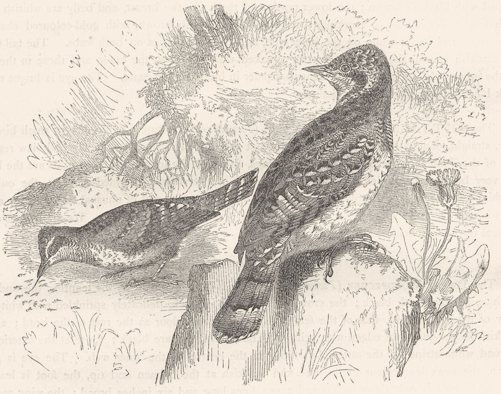 BIRDS. Searcher. Tree Climber. Wry-neck c1870 old antique print picture